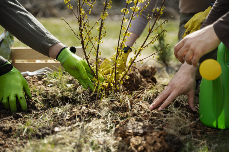 Planter des arbres contre le réchauffement climatique :  pas une solution miracle !